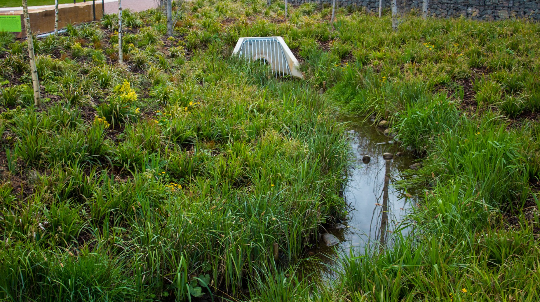 Wetland planting scheme with stream, reeds and drainage culvert in landscaped park