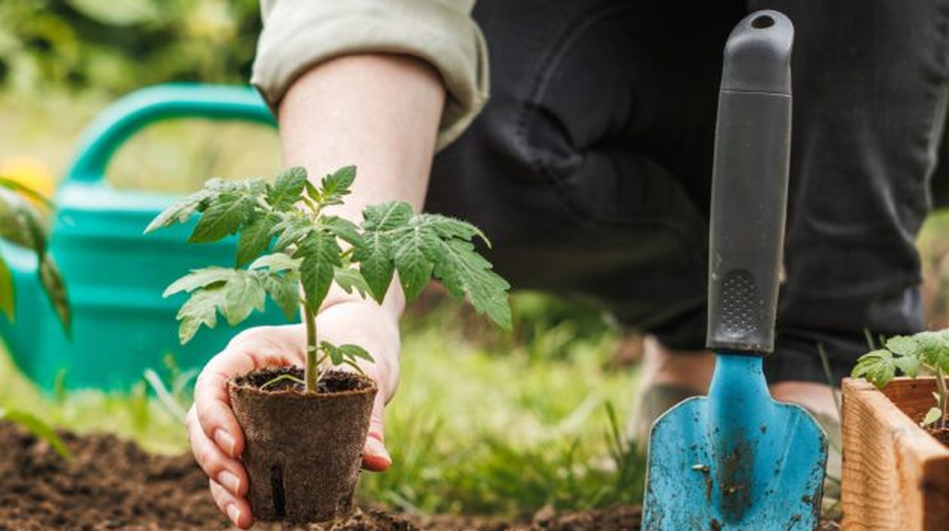 Hand planting a young tomato seedling in garden soil