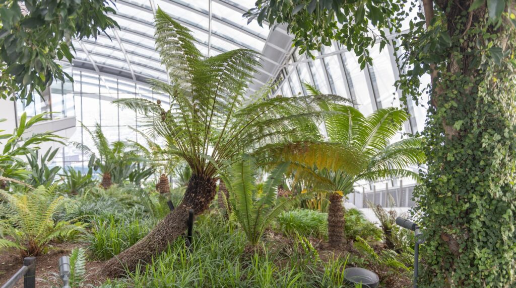 Lush indoor garden with tree ferns and palms beneath a glass conservatory roof