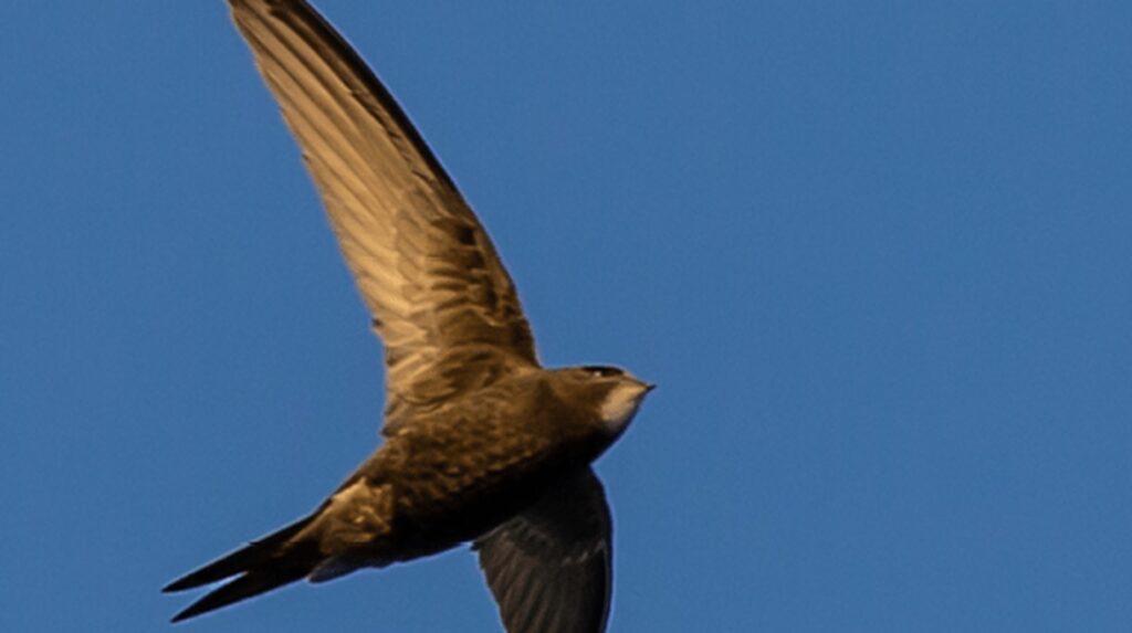 Swift in flight against clear blue sky, wings extended