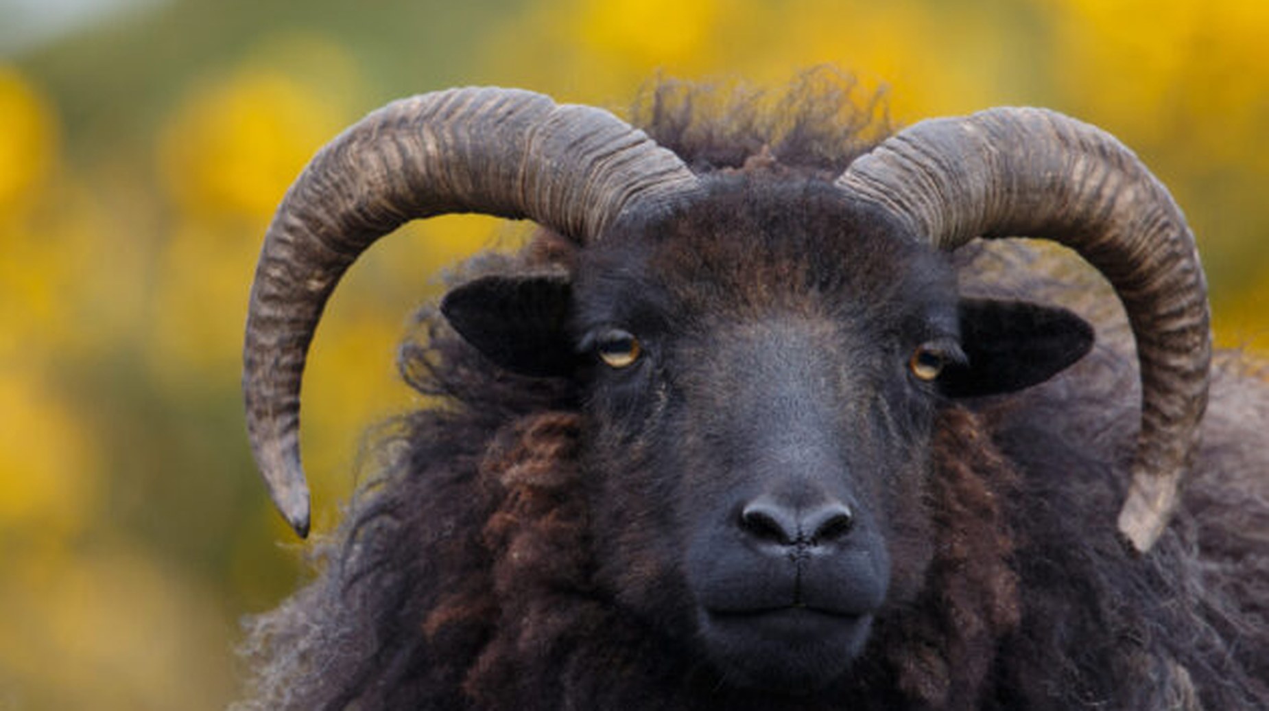 Close-up of a black Hebridean sheep with curved horns amid yellow gorse