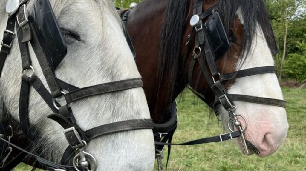Two Shire horses wearing harnesses in a grassy field at Wormwood Scrubs
