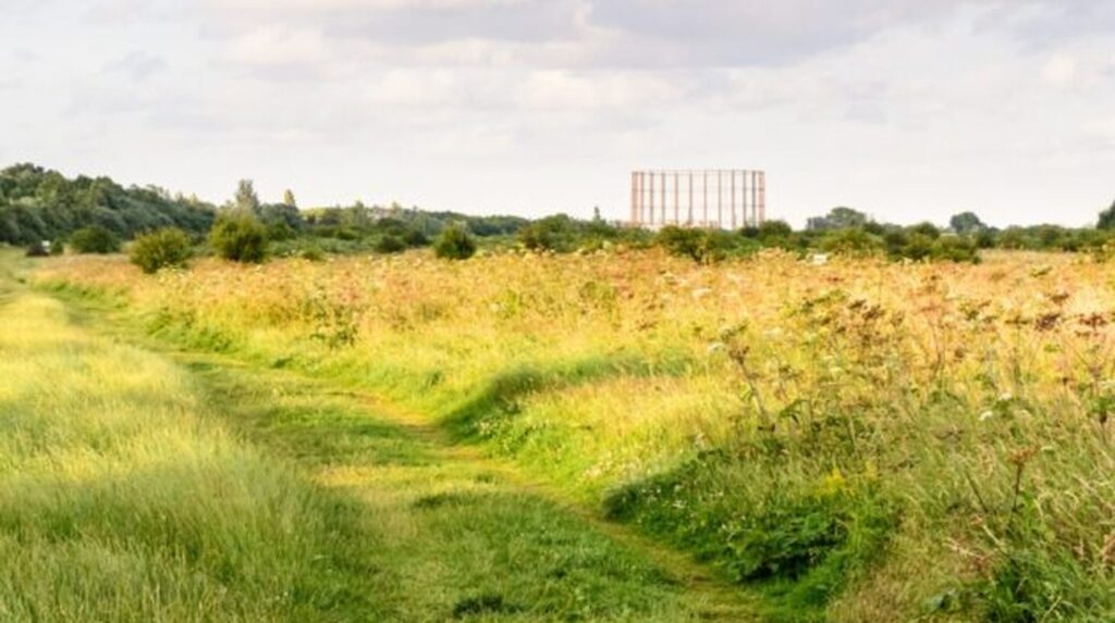 Wildflower meadow path with grassy trail leading toward distant structure