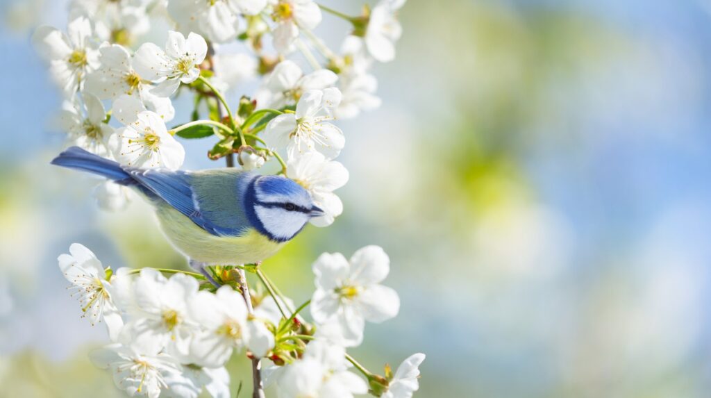 Blue tit perched among white cherry blossom branches in spring