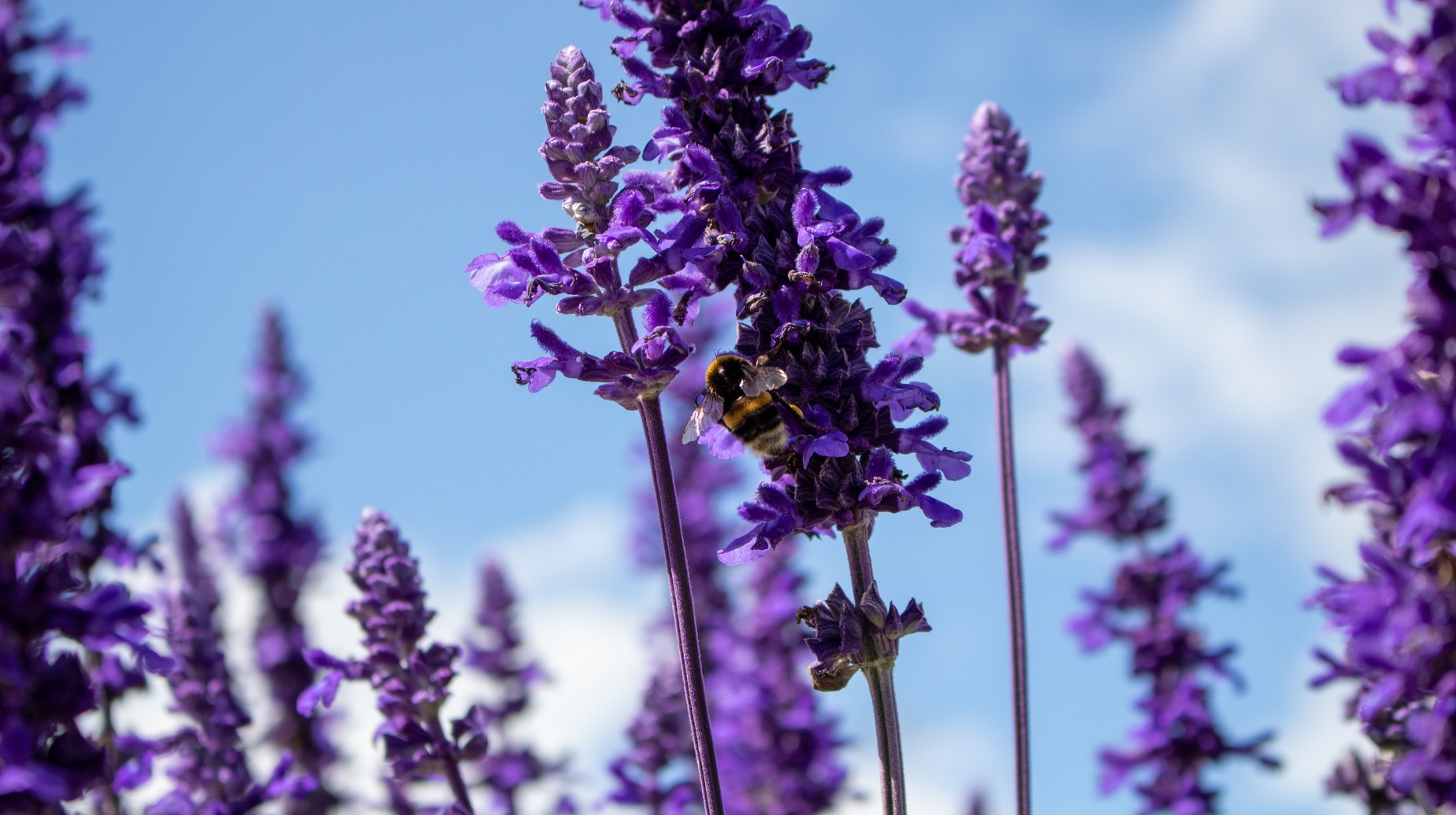 Bumblebee pollinating purple salvia flowers against a blue sky