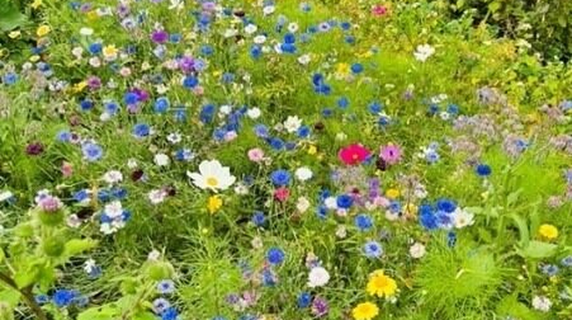 Colourful wildflower meadow with cornflowers, cosmos and daisies among green grass