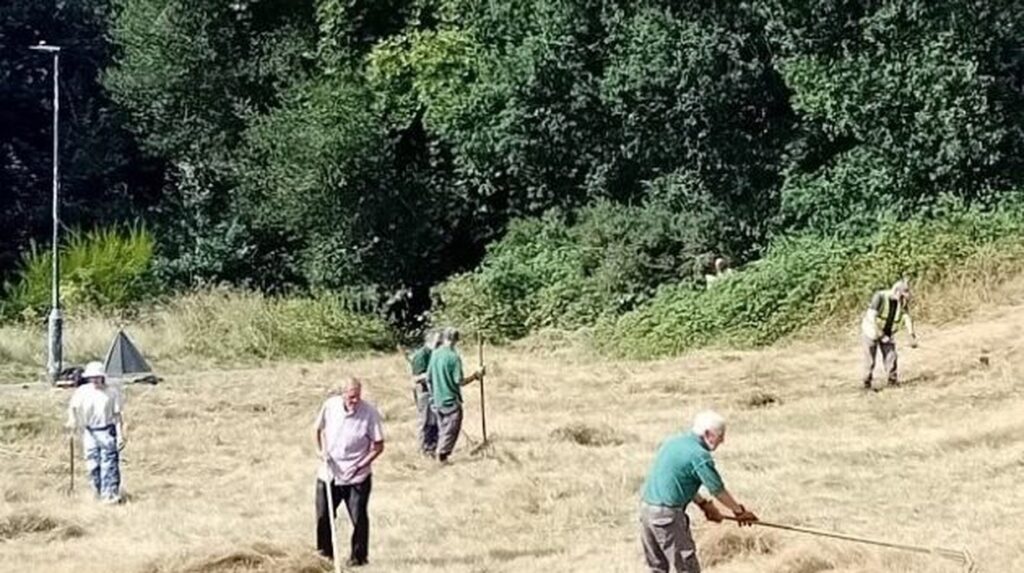 Volunteers raking cut grass in meadow at High Elms Country Park, Bromley