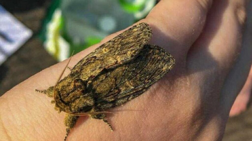 Moth resting on a hand during a biodiversity survey at High Elms