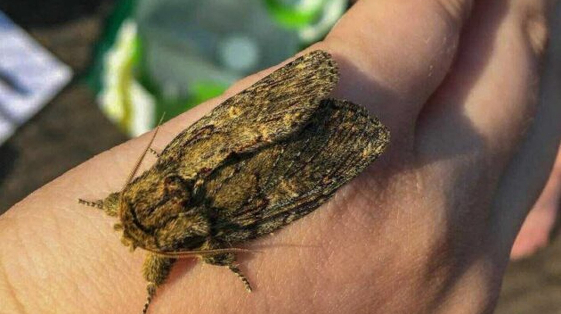 Moth resting on a hand during a biodiversity survey at High Elms