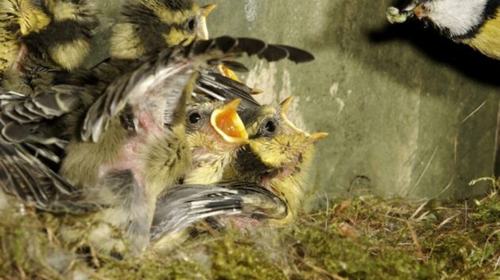 Fledgling blue tits with open beaks being fed inside a nest box