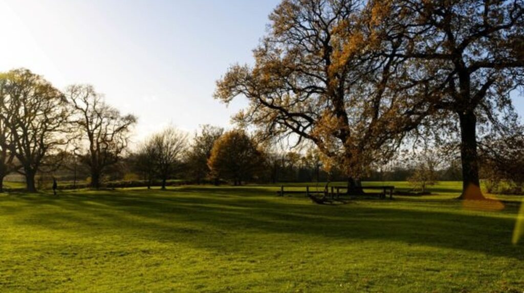 Sunlit park with mature autumn trees, long shadows and green lawn