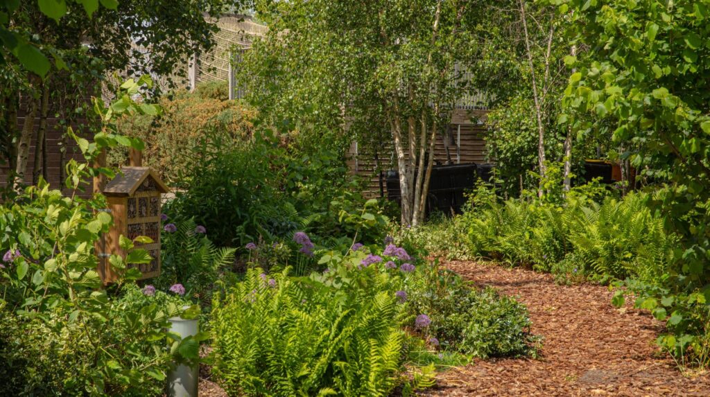 Lush garden path lined with ferns, alliums and a bee hotel among birch trees
