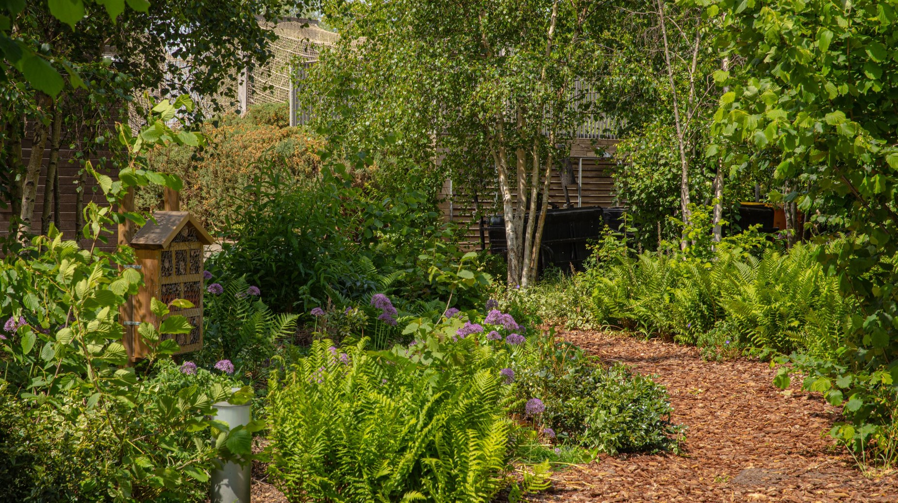 Lush garden path lined with ferns, alliums and a bee hotel among birch trees