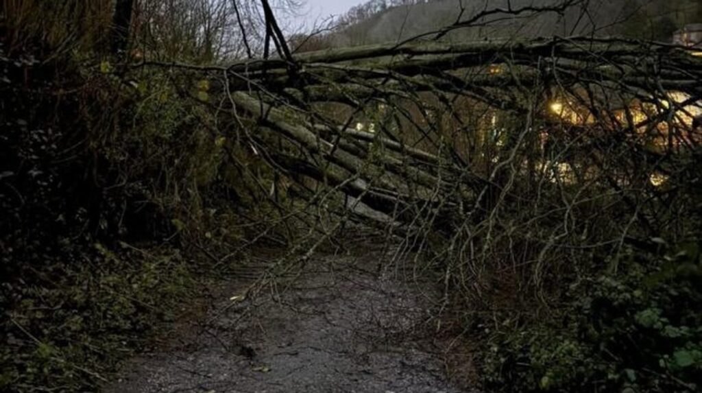 Fallen tree blocking a pathway after storm damage at dusk