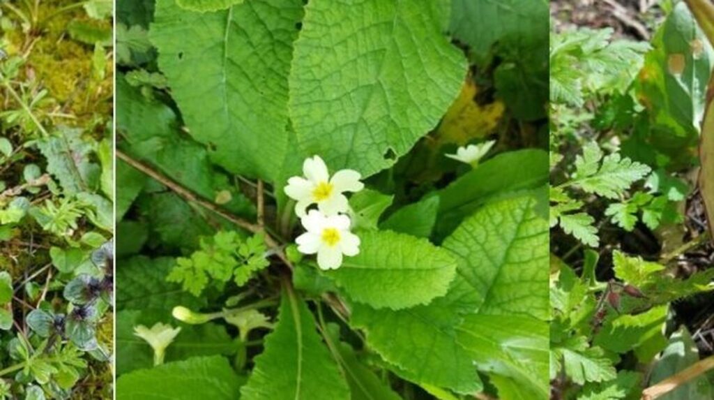 Primrose flowers blooming among green foliage in Corsham Open Space