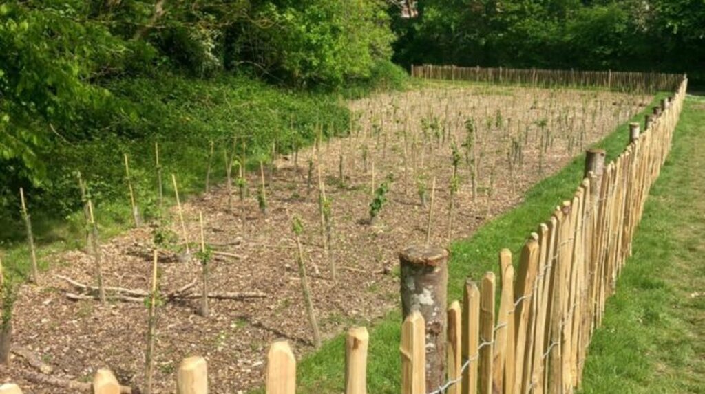Young tree saplings planted in mulched rows beside a new wooden fence
