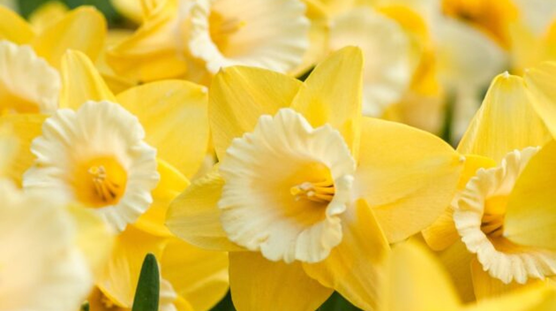 Cluster of blooming yellow daffodils in close-up during springtime