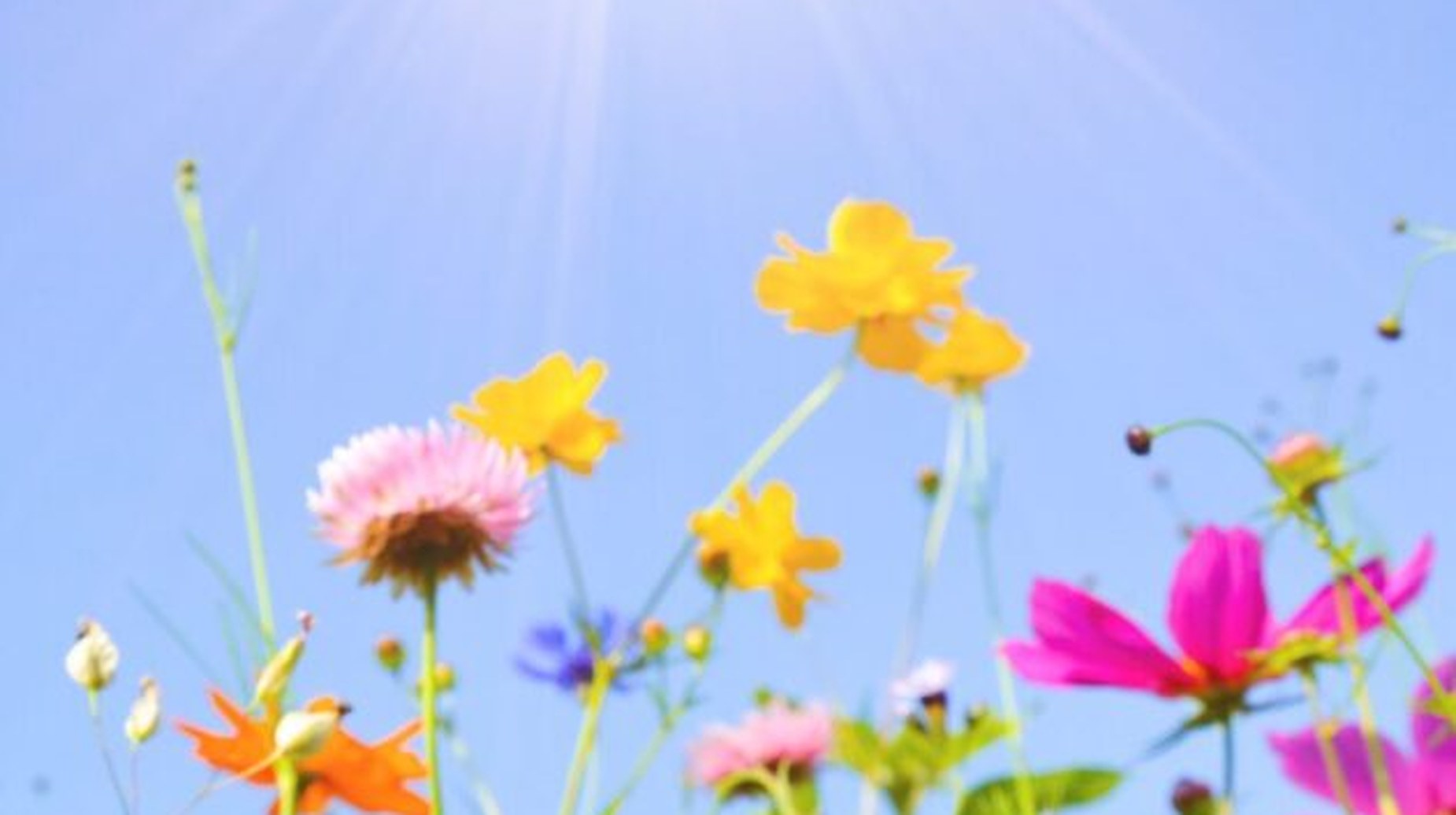 Wildflowers in a sunlit meadow beneath a clear blue sky