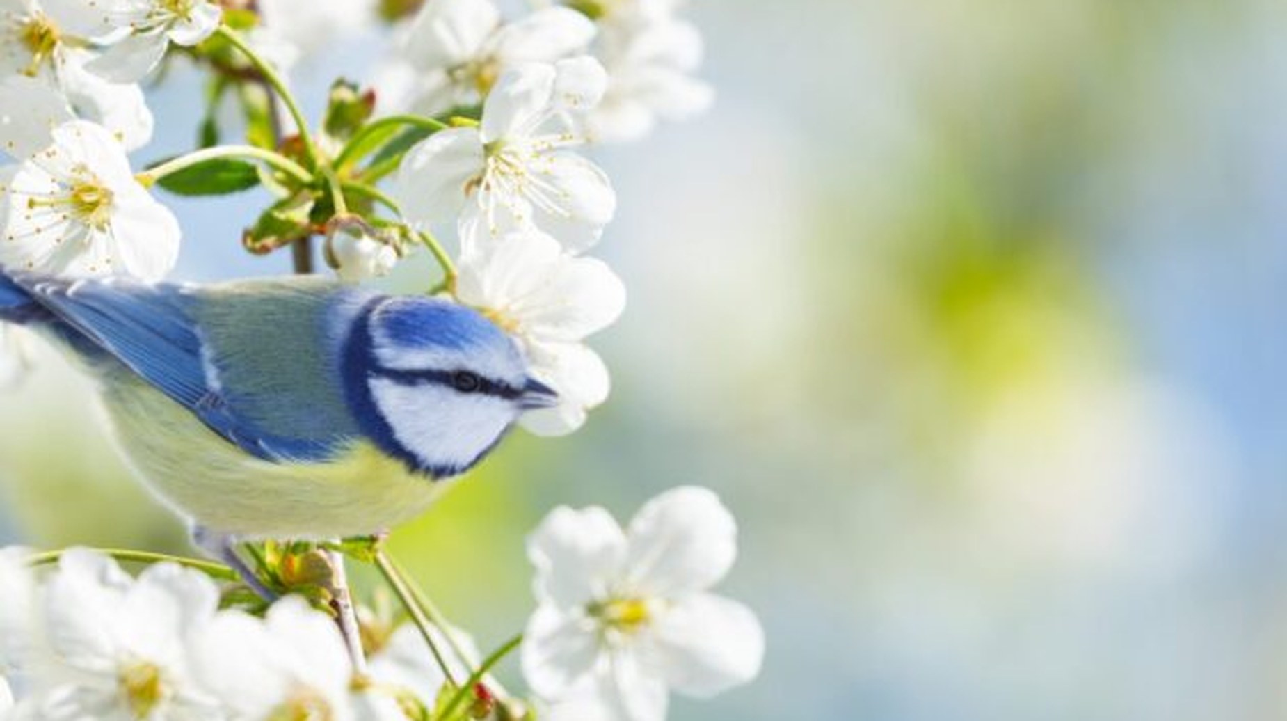 Blue tit perched among white blossom on a spring branch