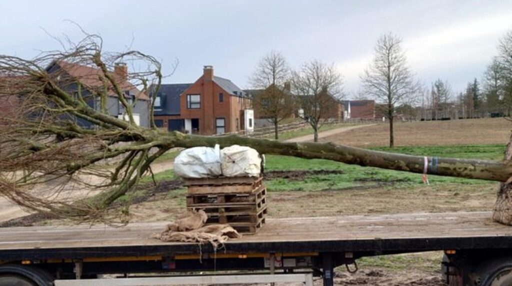 Large uprooted tree with root ball loaded on flatbed lorry for transport