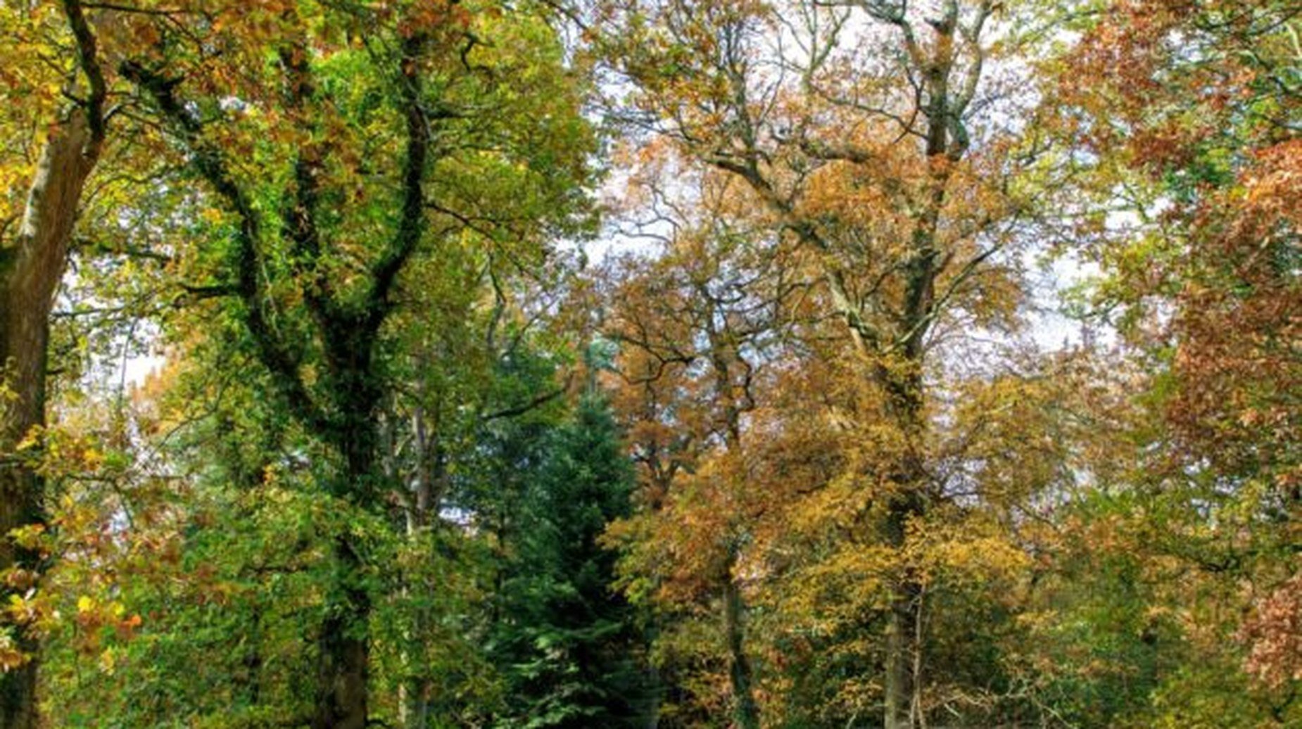 Autumn woodland with mixed green and golden foliage across deciduous trees