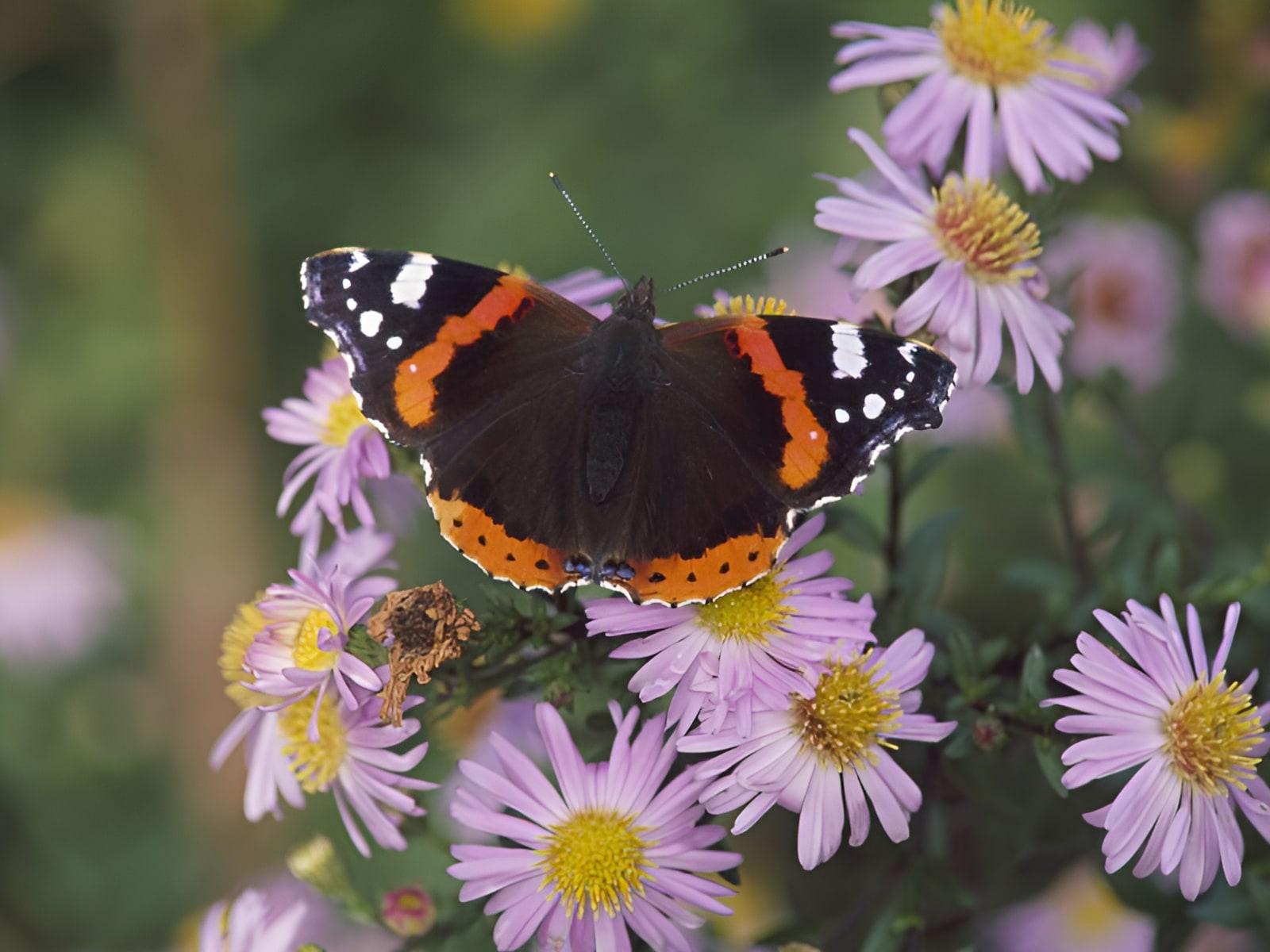 Red Admiral butterfly with open wings resting on purple aster flowers in a garden