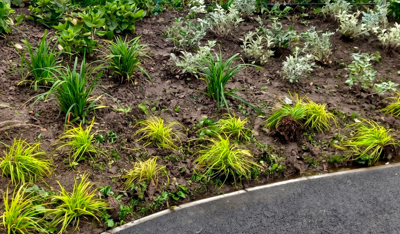 Newly planted roadside shrub border with ornamental grasses, carex, and silver-leaved perennials set in prepared soil along a curved kerb edge.