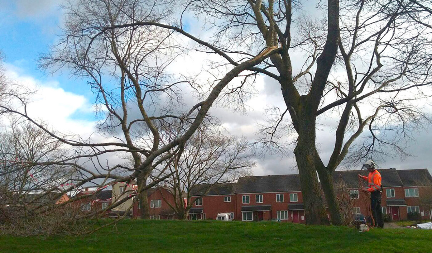 An idverde arborist in full PPE inspecting a large mature tree in a residential park, with a recently failed branch visible on the ground.