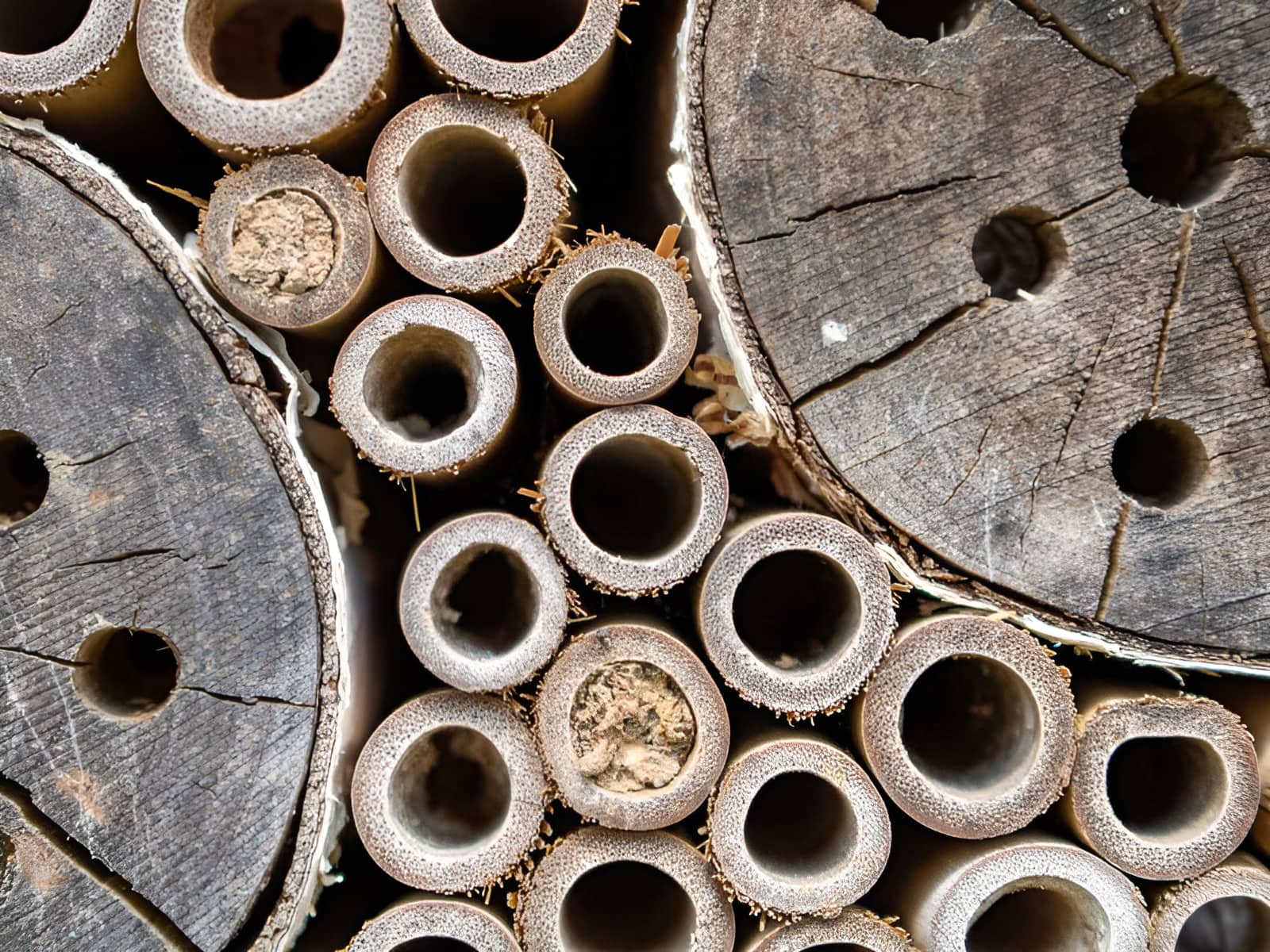 Close-up of bamboo tubes and drilled log sections in a bug hotel, some tubes sealed with mud or plant material