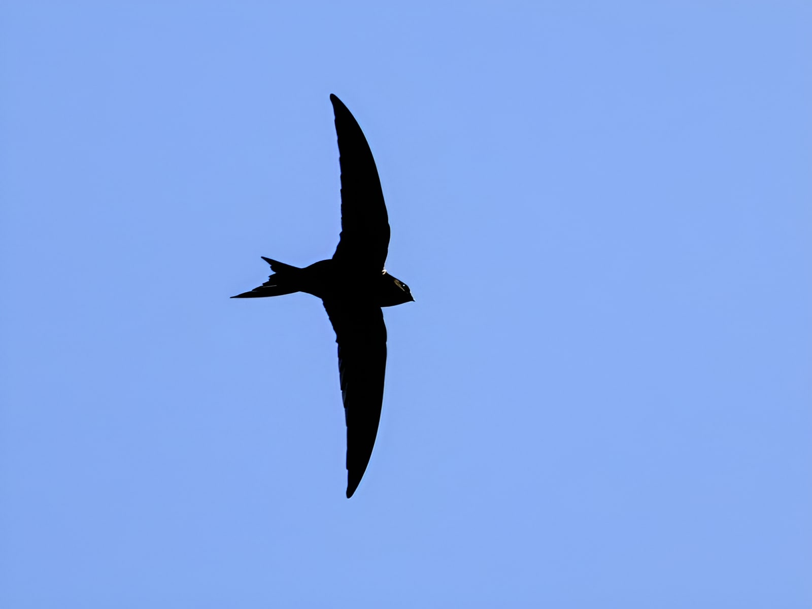 Silhouette of a swift in flight against a clear blue sky, wings outstretched