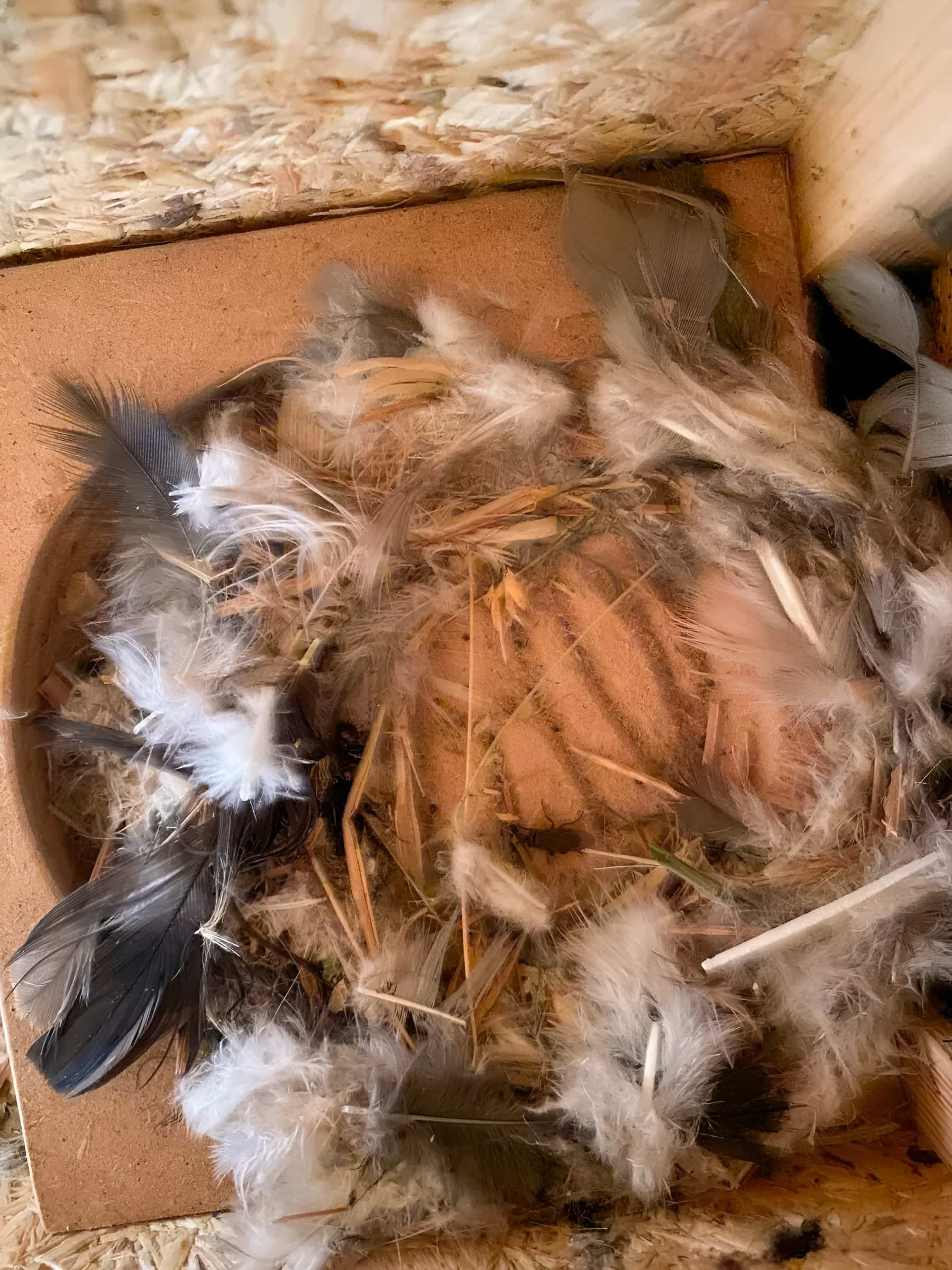 Bird nest box interior lined with white and black feathers, wood shavings and straw nesting material