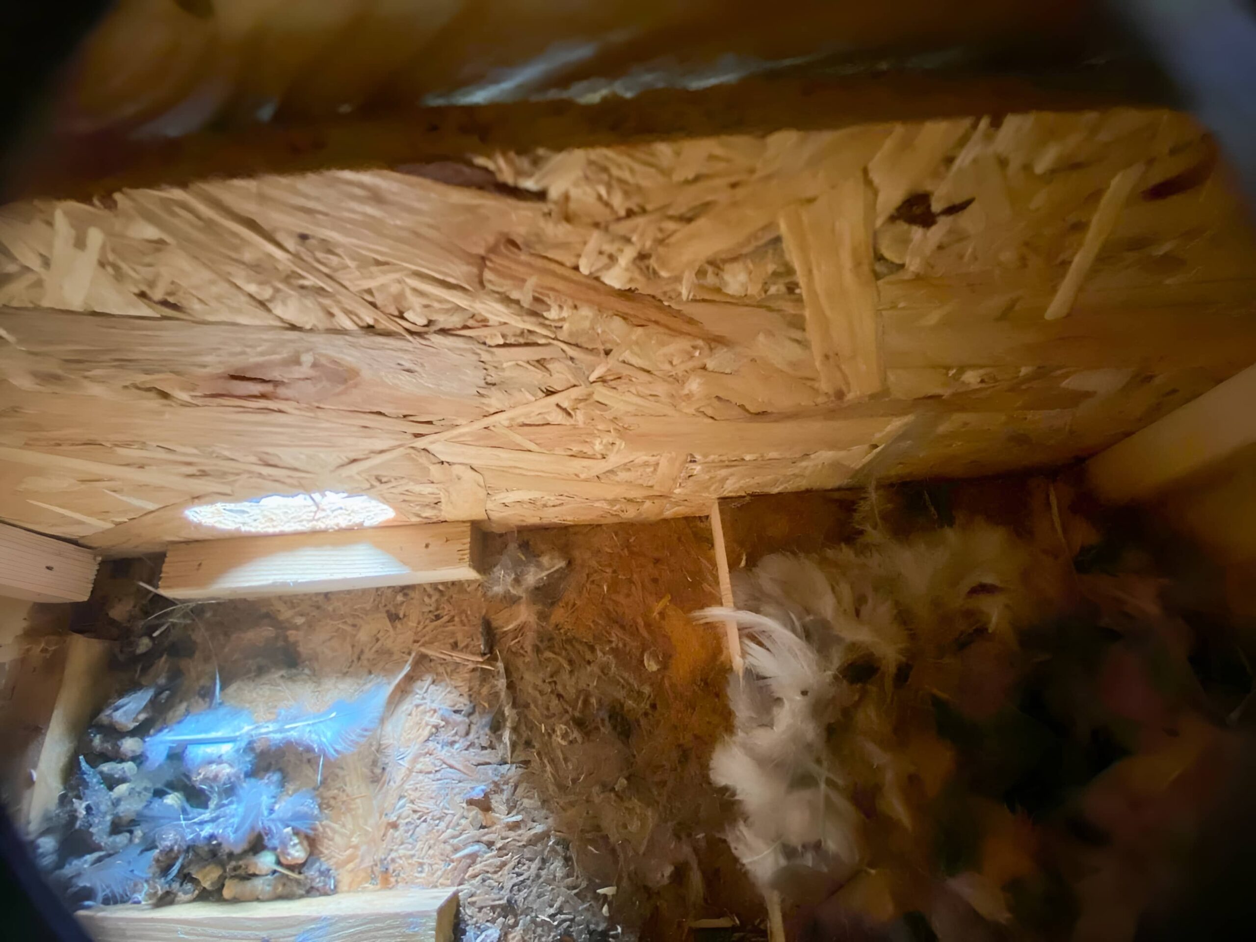 Interior of a wooden chicken coop with OSB ceiling, scattered feathers, straw bedding, and a heat lamp.