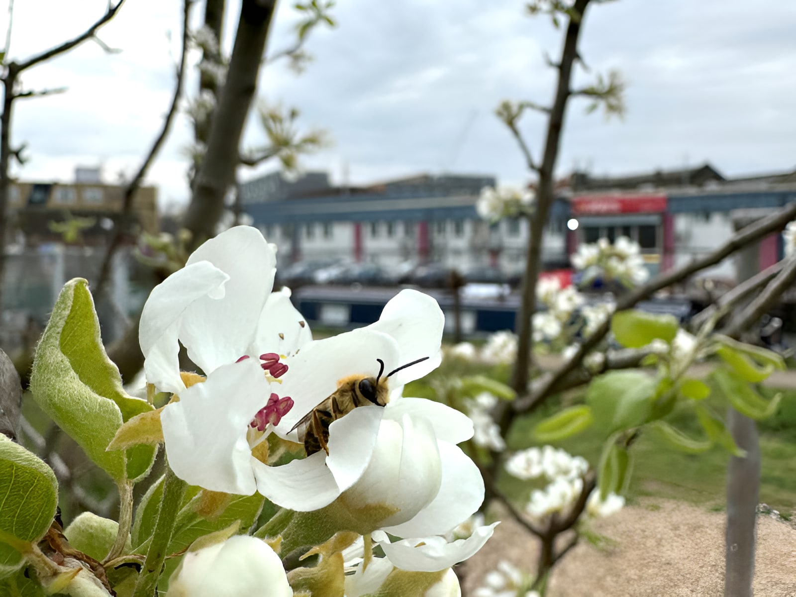 Honey bee pollinating white blossom on a fruit tree with urban buildings and canal boats in the background.