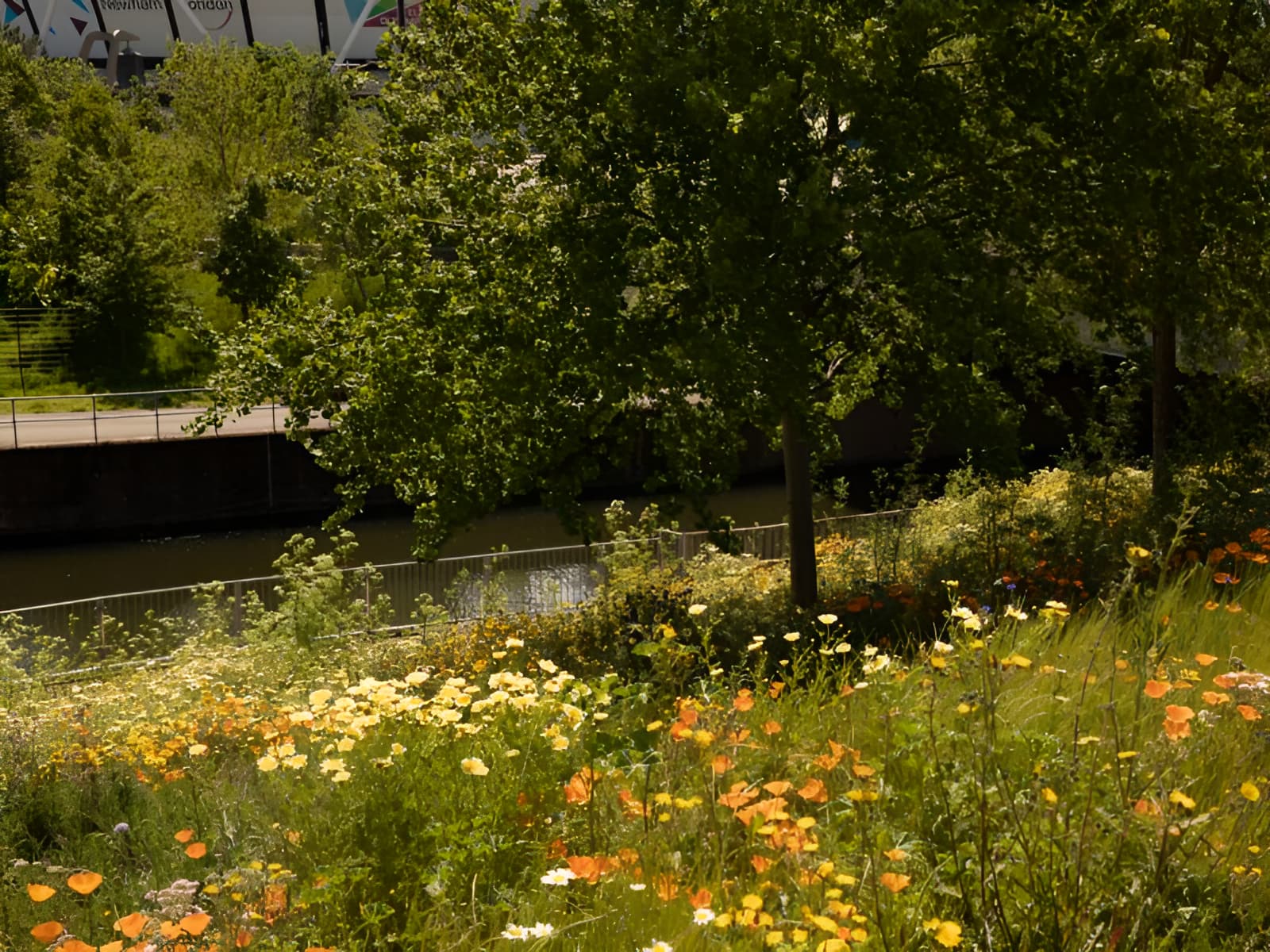 Wildflower meadow with orange and yellow blooms beside a urban canal, trees and Newham London signage in background.