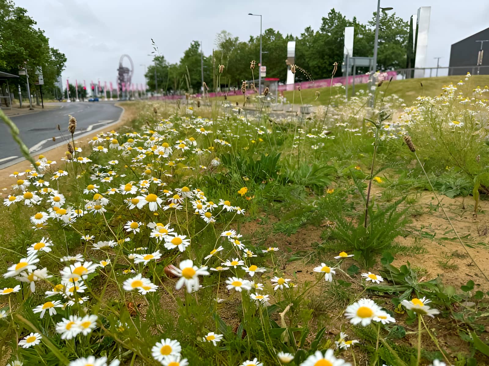 Wild daisy meadow alongside a road in Queen Elizabeth Olympic Park, London, with the ArcelorMittal Orbit visible in the background.