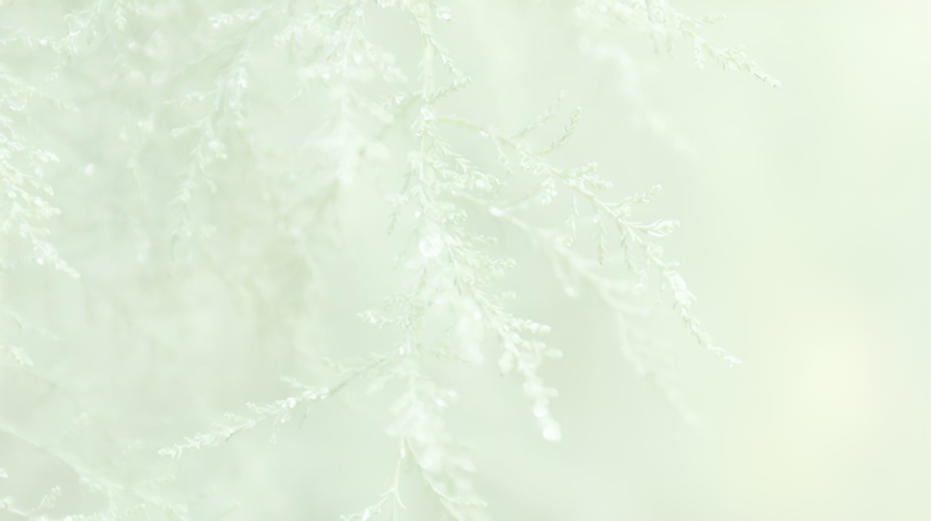 Frosted evergreen branches with delicate ice crystals on a soft pale green background
