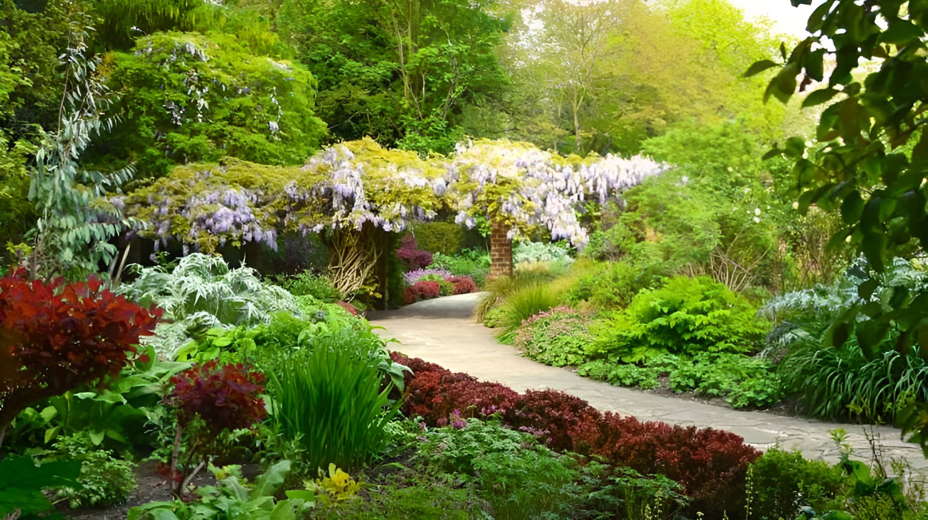 Lush garden path lined with colourful plants leading to a wisteria-covered pergola in full bloom