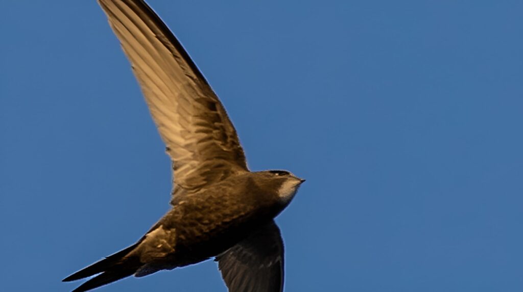 Common swift in flight against clear blue sky, wings spread wide, captured mid-soar