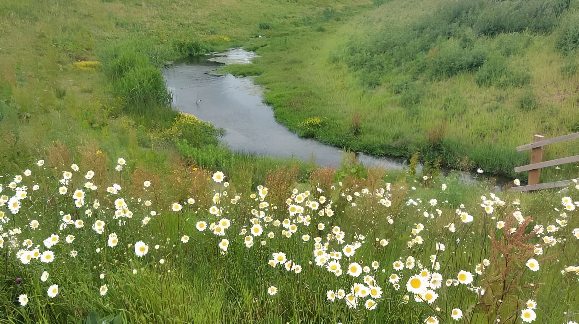 Wild daisy meadow alongside a winding stream in a managed green corridor near urban infrastructure