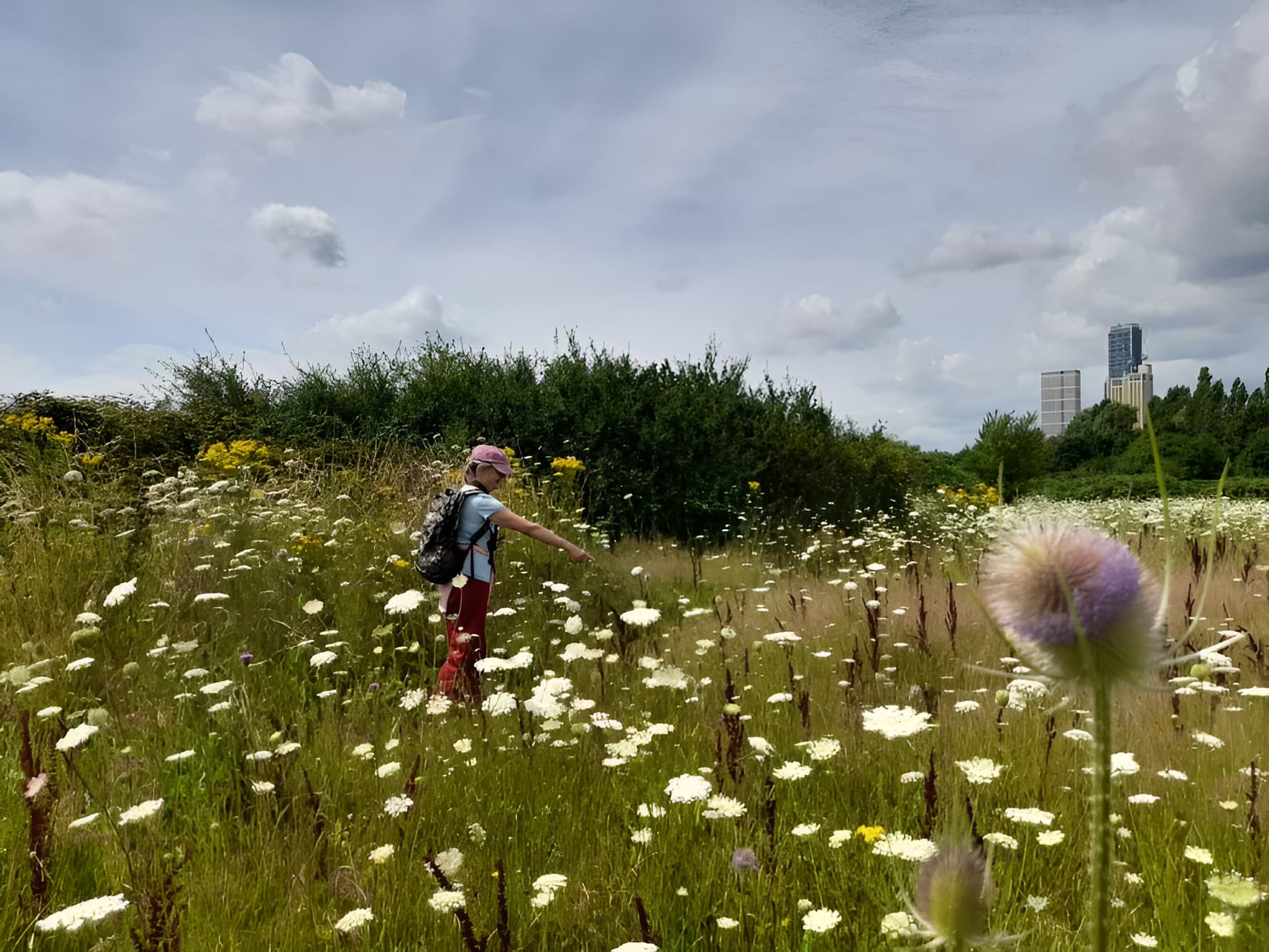 Person walking through wildflower meadow with white and purple blooms, urban skyline visible in background